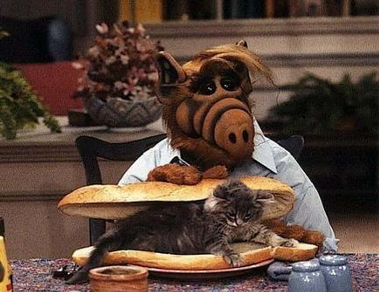 Lo que siempre nos preguntamos sobre Melmac, el planeta de Alf; ¿Por qué había gatos allí? - Sobre Aliens